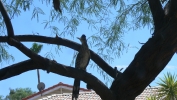 PICTURES/Roadrunner/t_Road Runner in tree 3.JPG